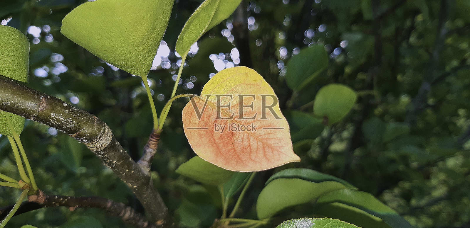 黄色的叶子照片摄影图片