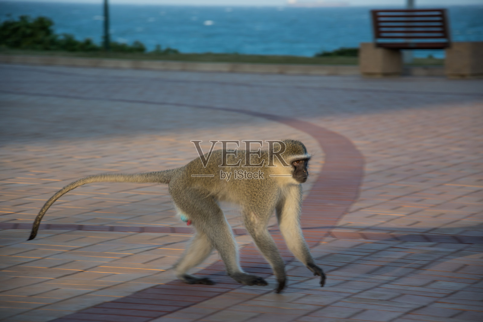 德班街头的猴子照片摄影图片