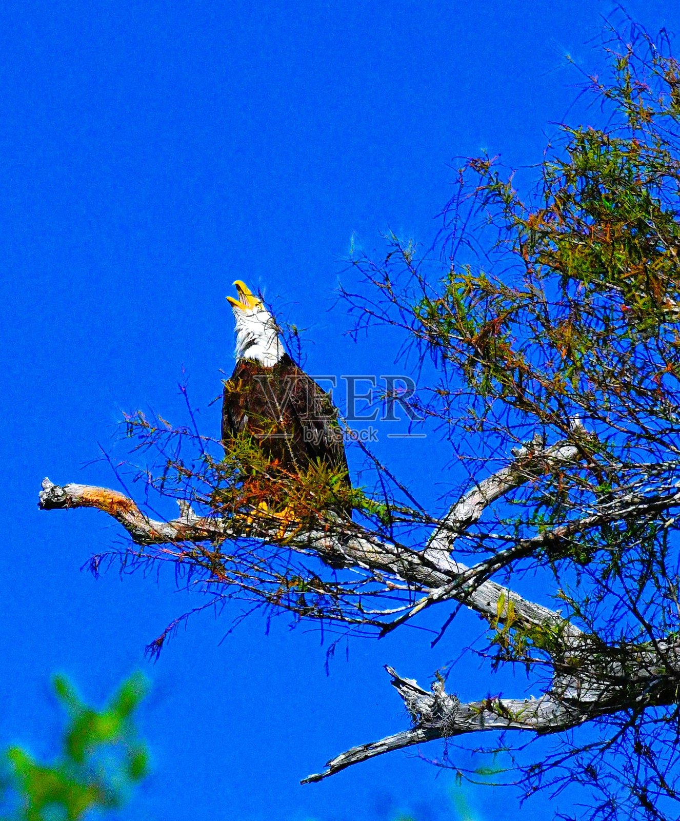 大沼泽地的生活照片摄影图片