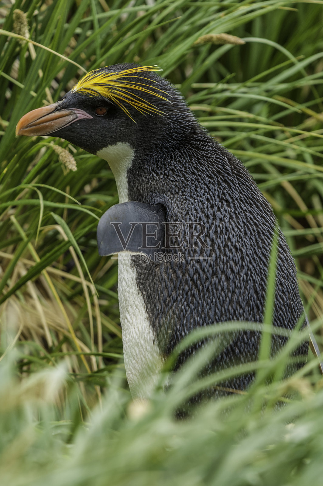 通心粉企鹅(Eudyptes chrysolophus)是一种发现于亚南极到南极半岛的企鹅。发现于库珀湾的南乔治亚岛。照片摄影图片