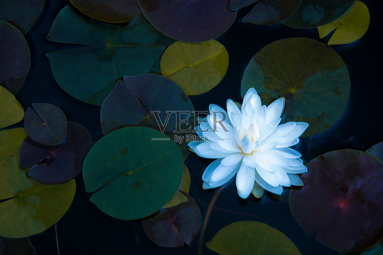 绿叶做背景和墙纸照片摄影图片