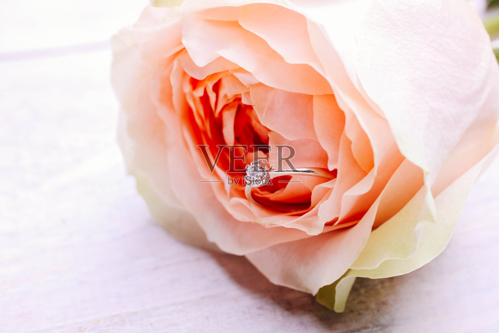 带戒指的粉红色杂交茶玫瑰照片摄影图片