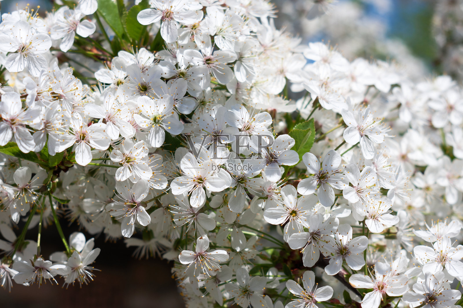 盛开的樱花。春天,盛开的花园。照片摄影图片