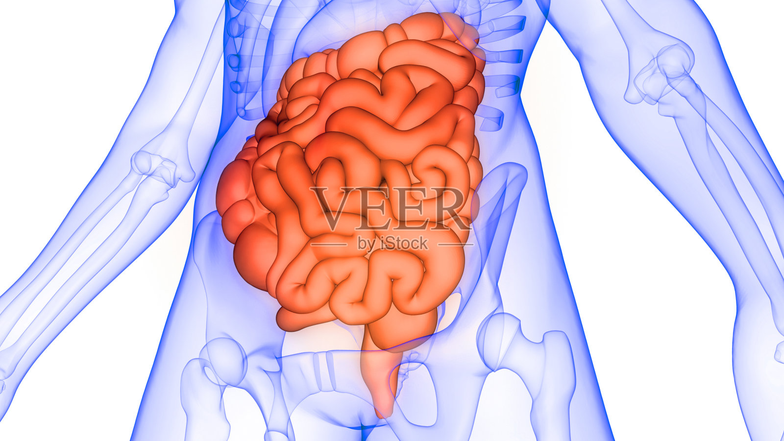 人体消化系统内部器官大小肠解剖x线三维渲染照片摄影图片