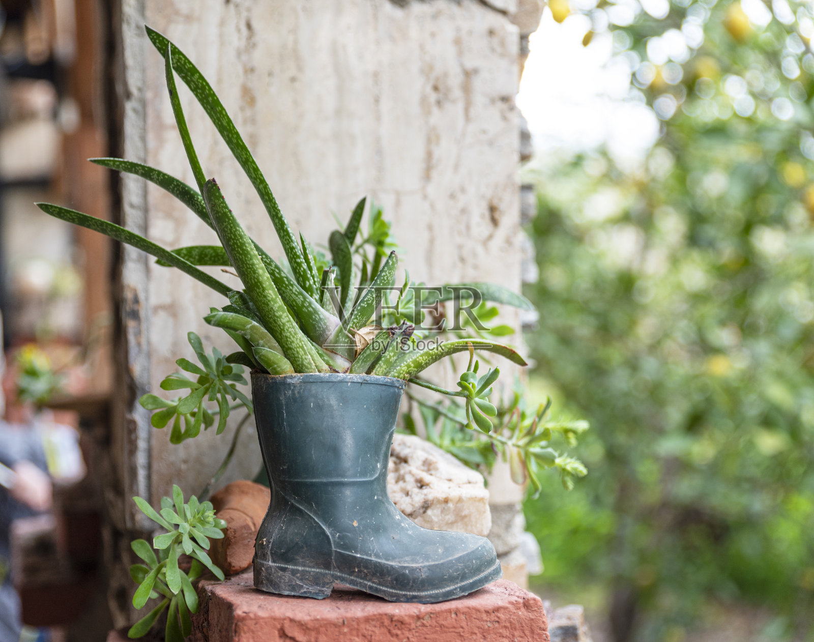 旧橡胶靴子里的植物照片摄影图片
