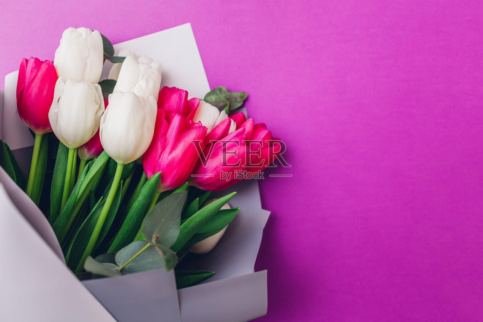 春暖花开，三八妇女节。一束白色和粉红色的郁金香。母亲节的礼物。照片摄影图片