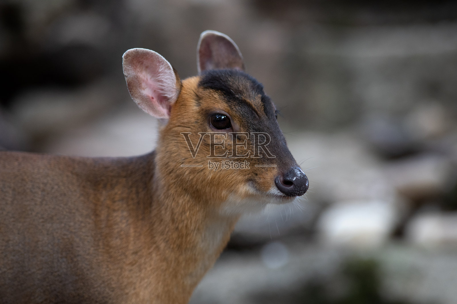一个雌性麂的肖像照片摄影图片