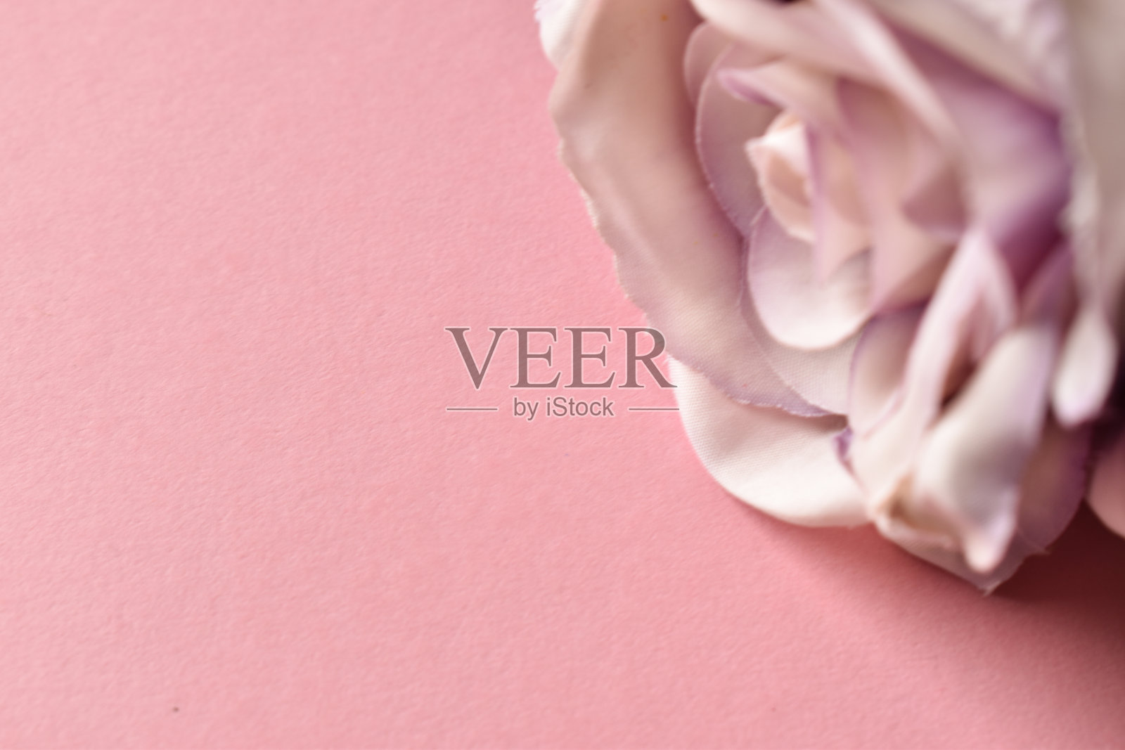 美丽的白色和紫色玫瑰在粉红色的背景照片摄影图片