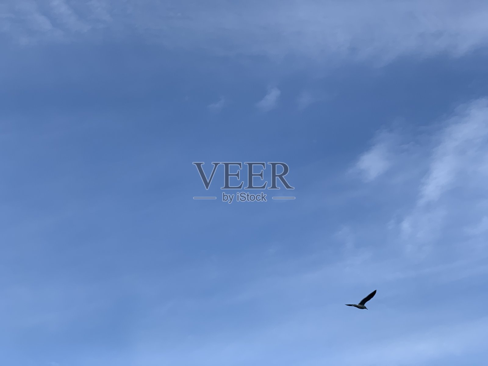 海鸟在天空飞翔照片摄影图片