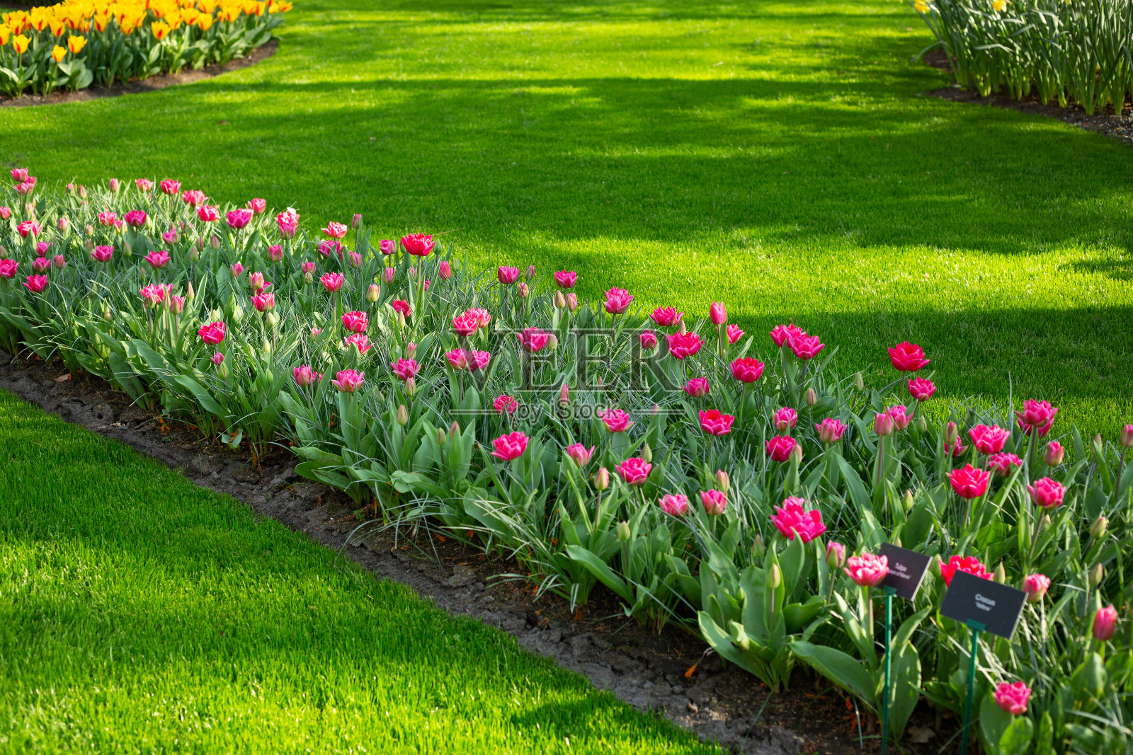 绿色的草坪，漂亮的粉红色郁金香的花坛。春天的郁金香在公园里开花。阳光明媚的一天。文本复制空间照片摄影图片
