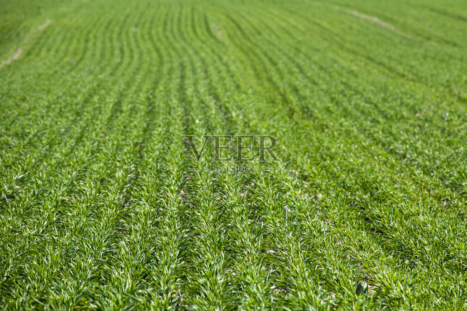 庄稼成行的播种地的景色照片摄影图片