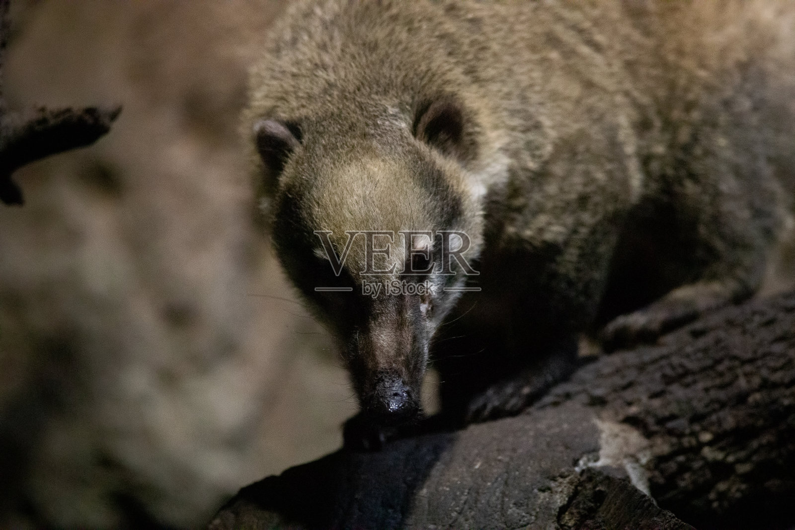 Coati，也被称为coatimundis (Nasua Nasua)照片摄影图片