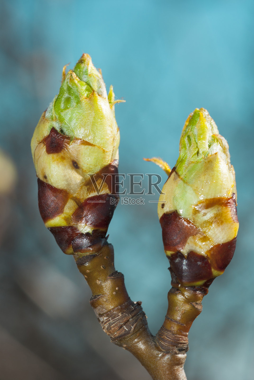 梨芽照片摄影图片