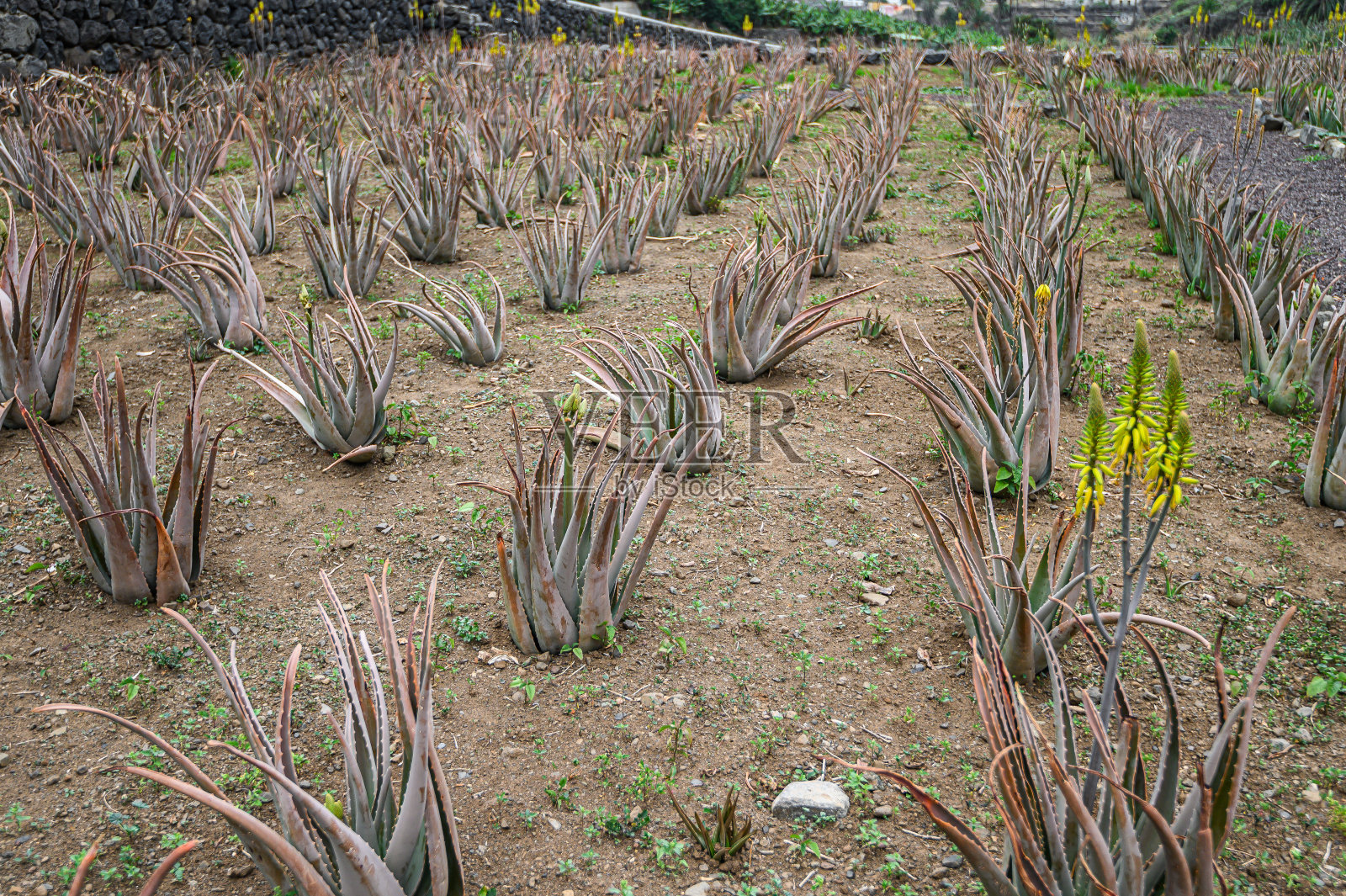 有机芦荟种植园，特内里费岛，加那利群岛照片摄影图片