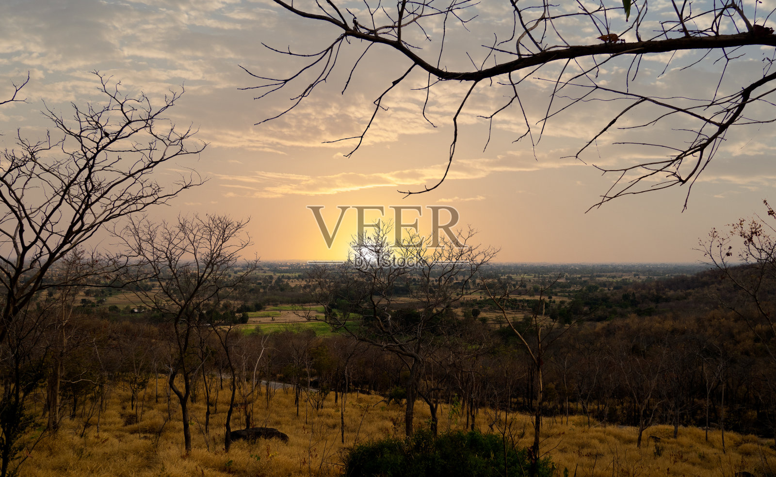 夕阳和树木没有离开照片摄影图片