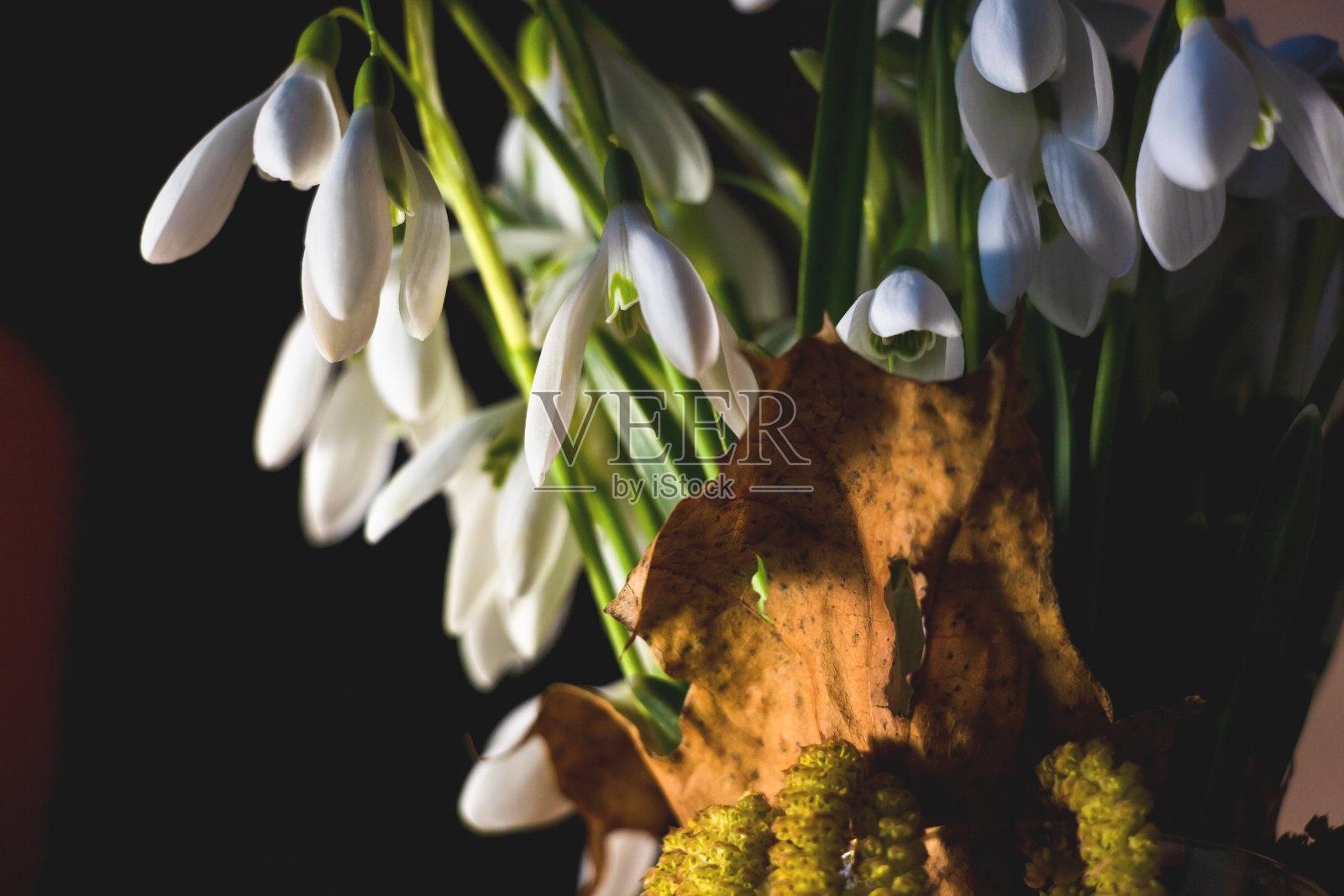 乌克兰森林里的雪花莲，春天的第一朵花照片摄影图片