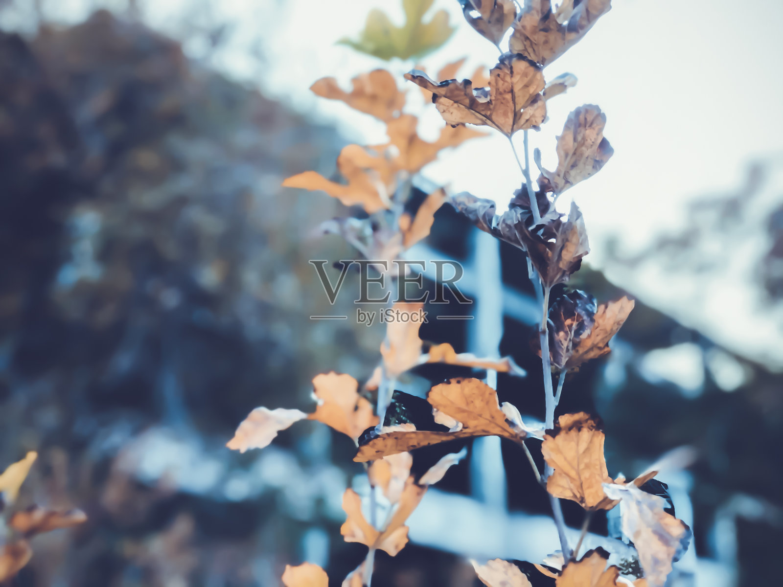 建筑物背景上的干树叶，城市秋景照片摄影图片