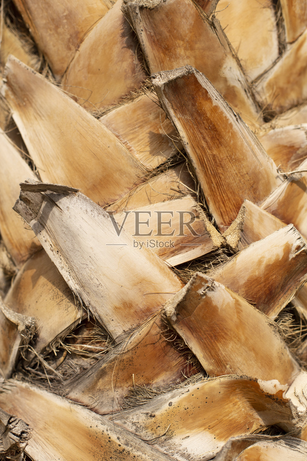 手掌躯干的特写细节，神经的纹理，自然的背景照片摄影图片