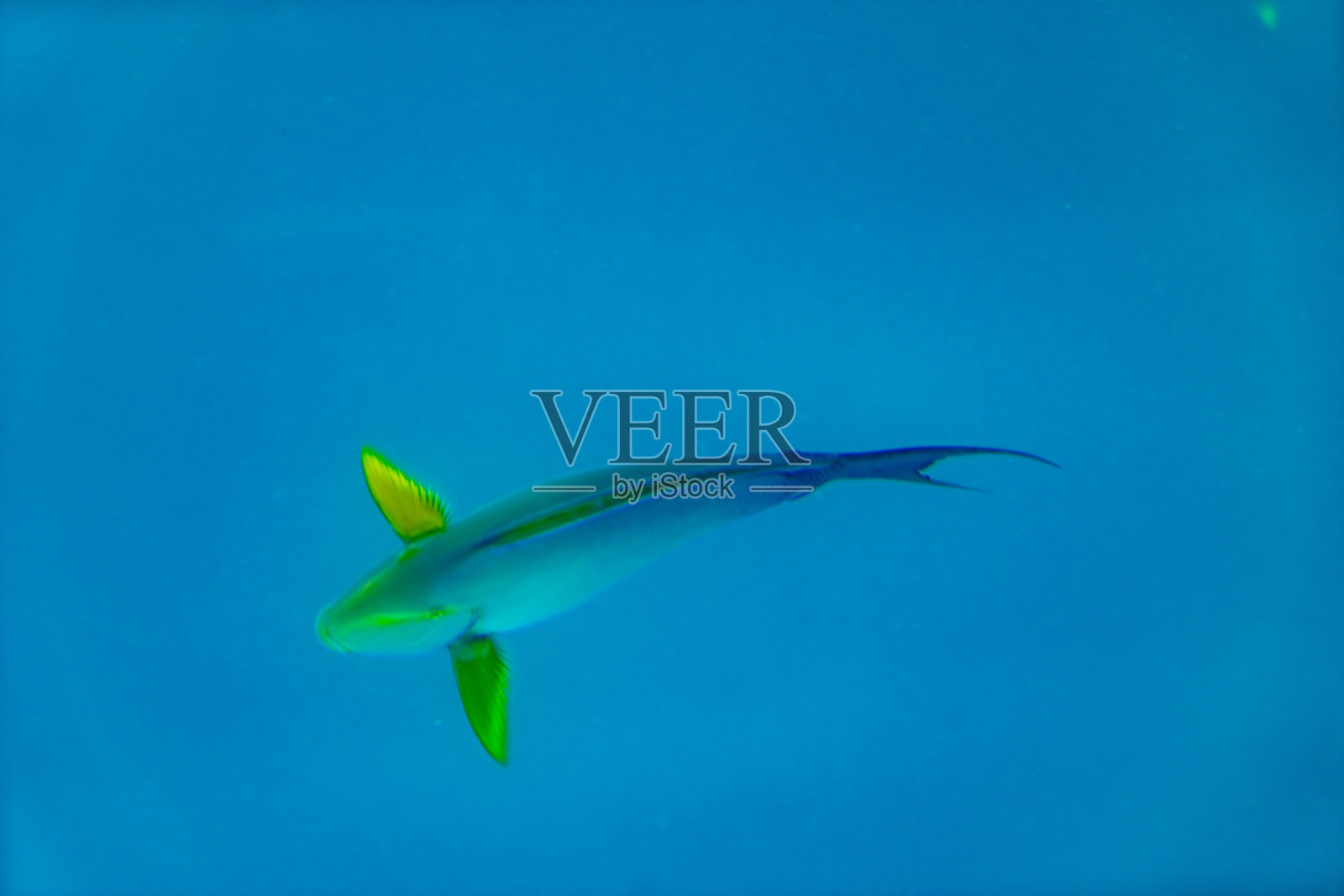 澳大利亚昆士兰的大堡礁海底世界，有珊瑚和热带鱼照片摄影图片