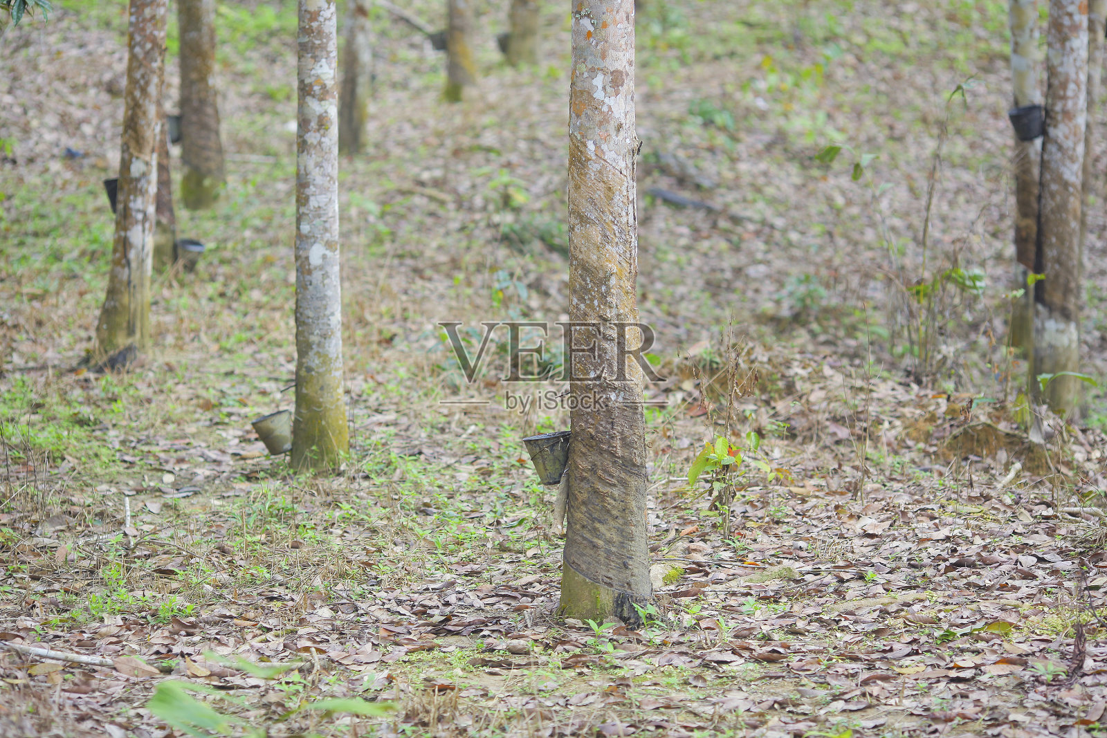 从橡胶树(橡胶树)中提取的乳胶，作为天然橡胶的来源照片摄影图片