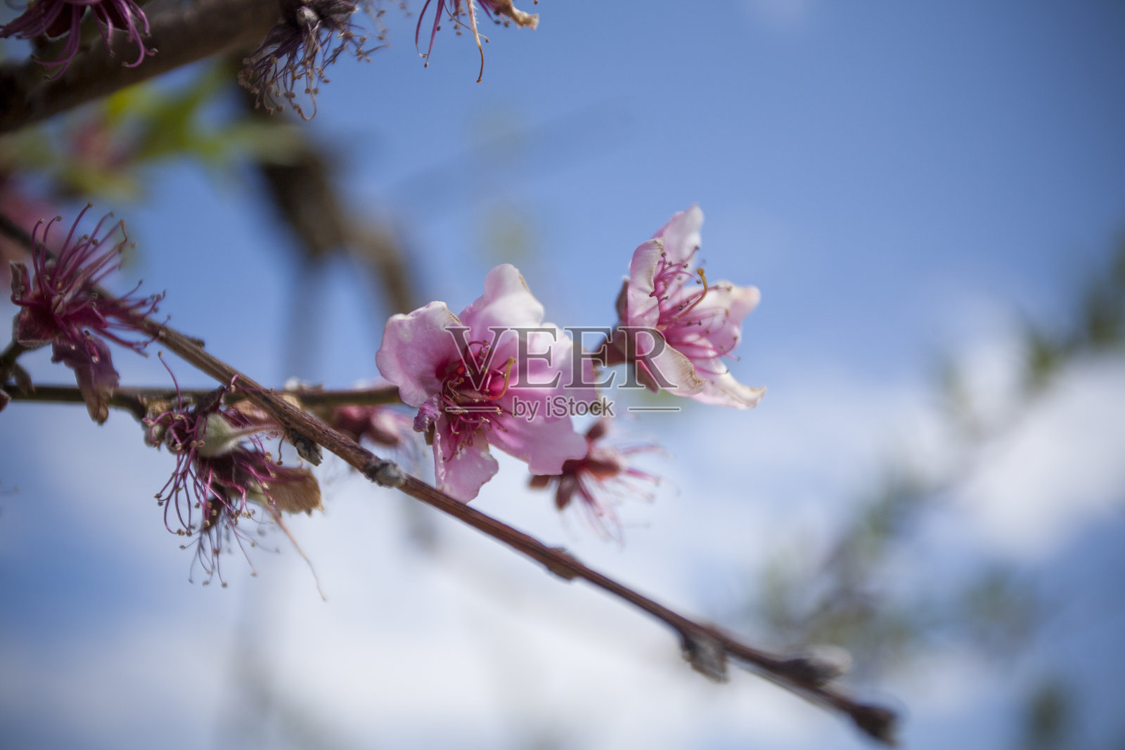 粉红色的桃花在春天与蓝天背景照片摄影图片