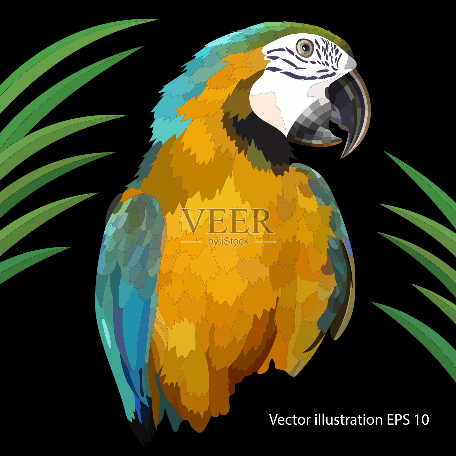 蓝黄色金刚鹦鹉的肖像在一个黑色的背景，特写，孤立插画图片素材