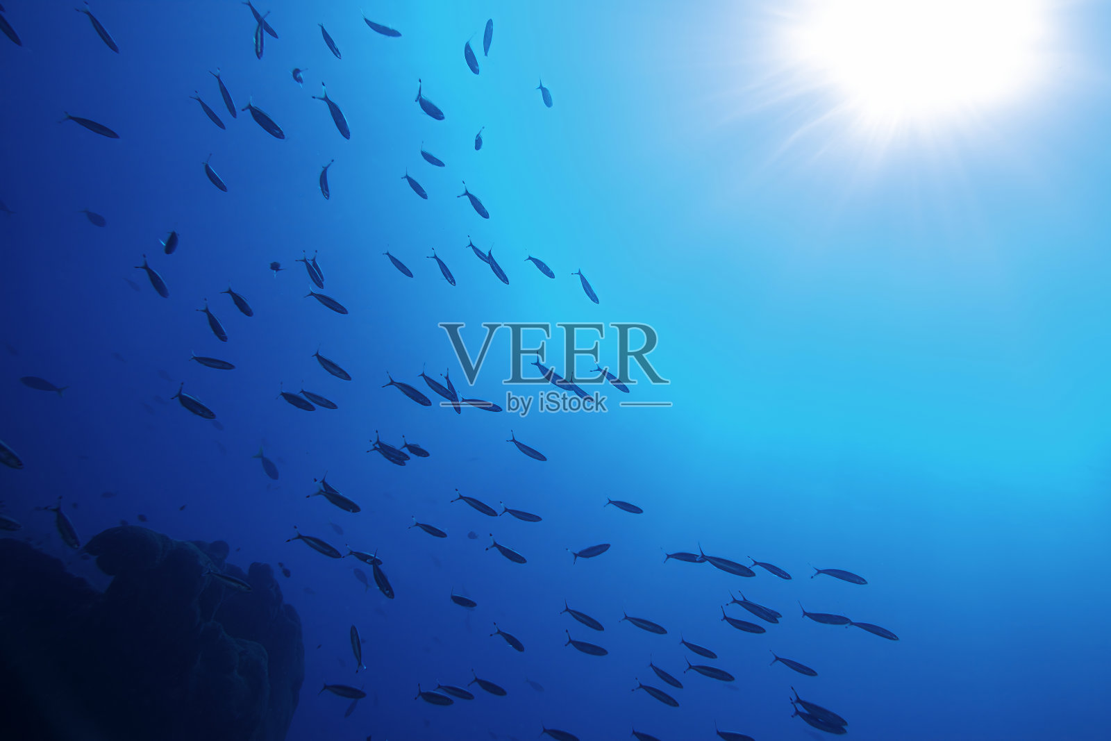 从水下看到的深蓝色海洋表面照片摄影图片