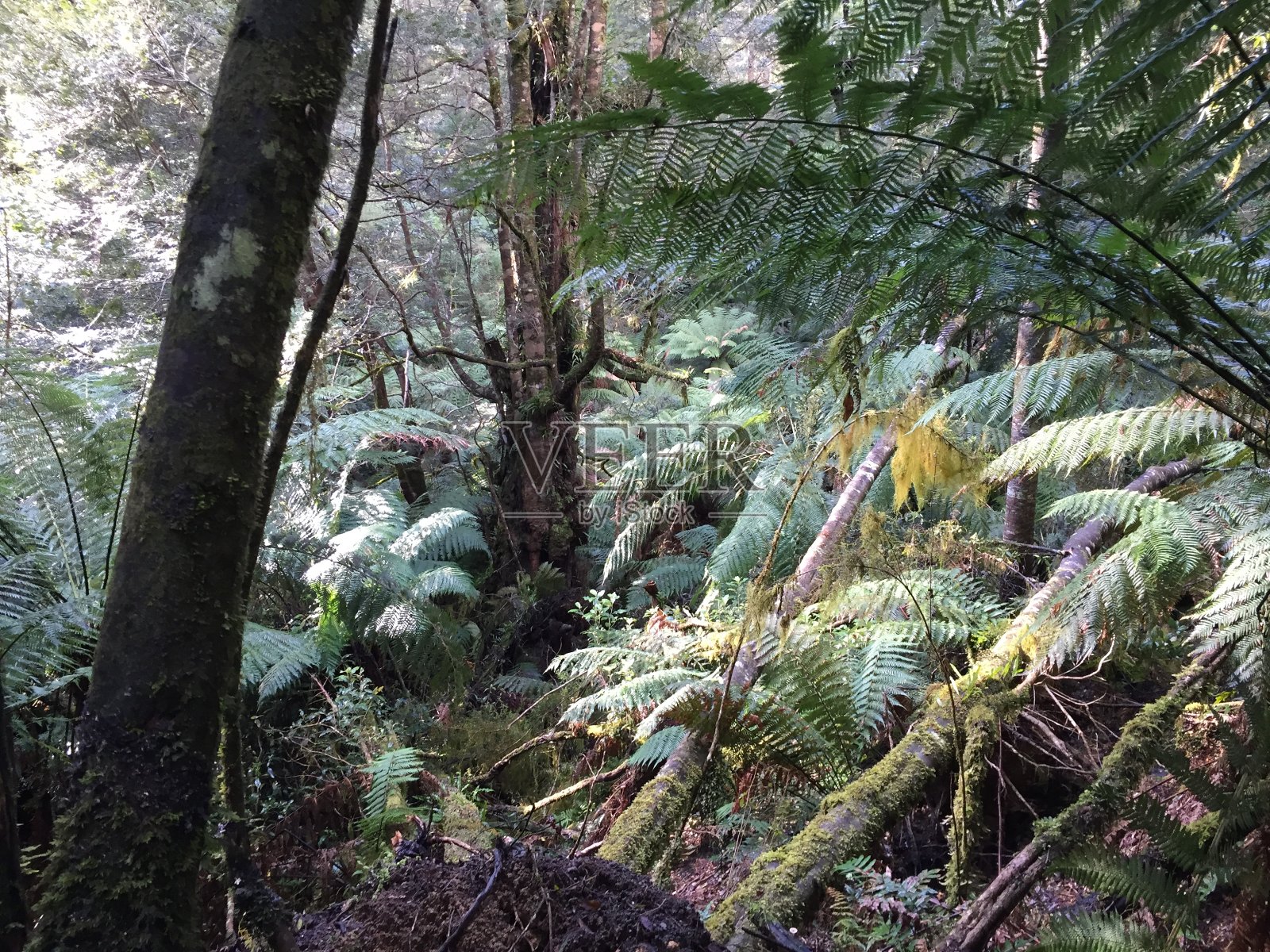 Maits Rest雨林散步照片摄影图片