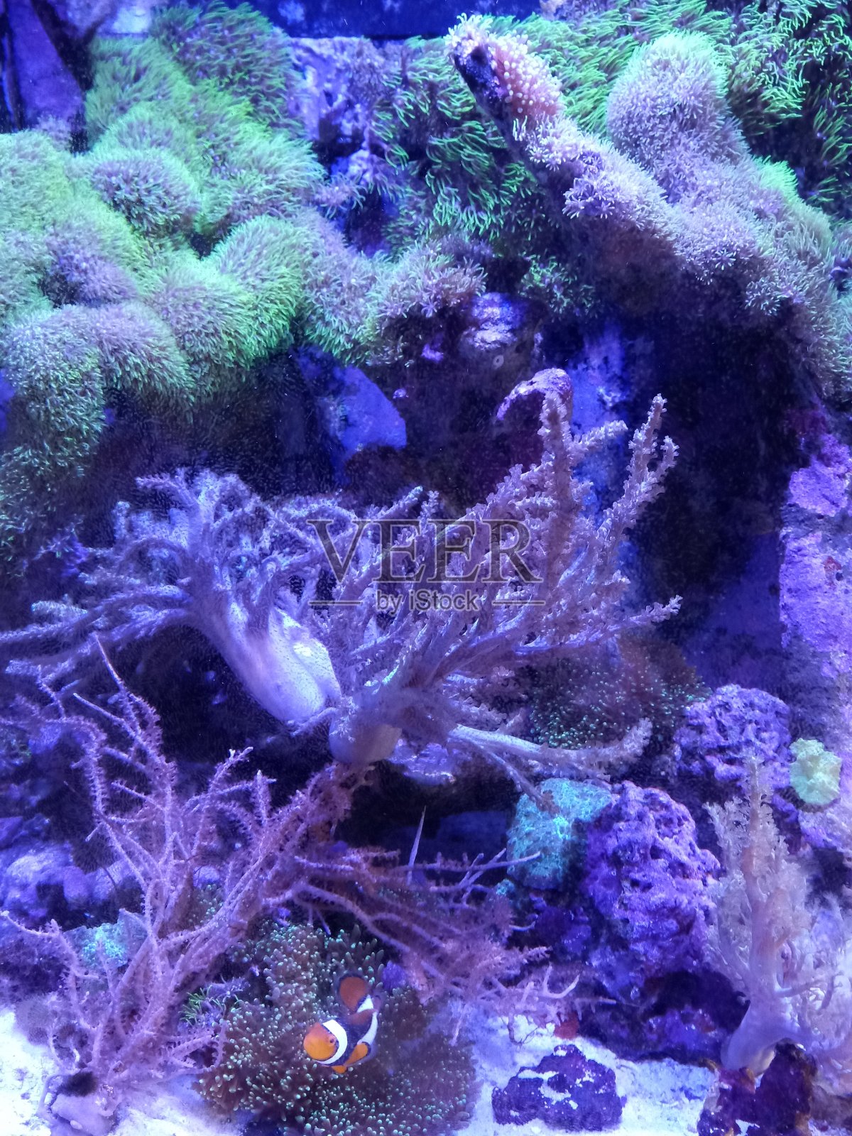 英国的海洋小丑鱼，白沙和活珊瑚照片摄影图片