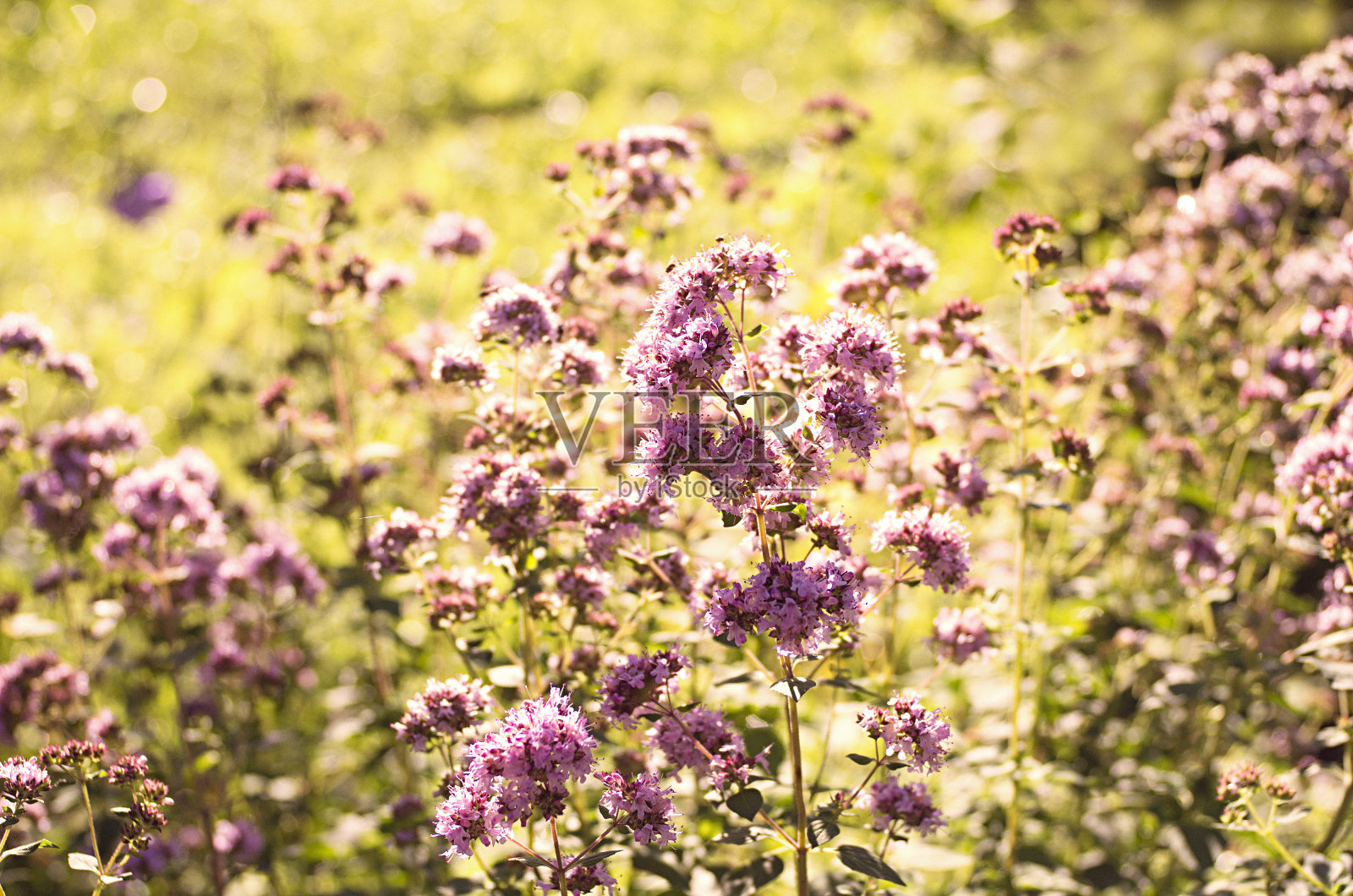牛至或普通牛至的紫色花，野生马郁兰。阳光明媚的一天。照片摄影图片