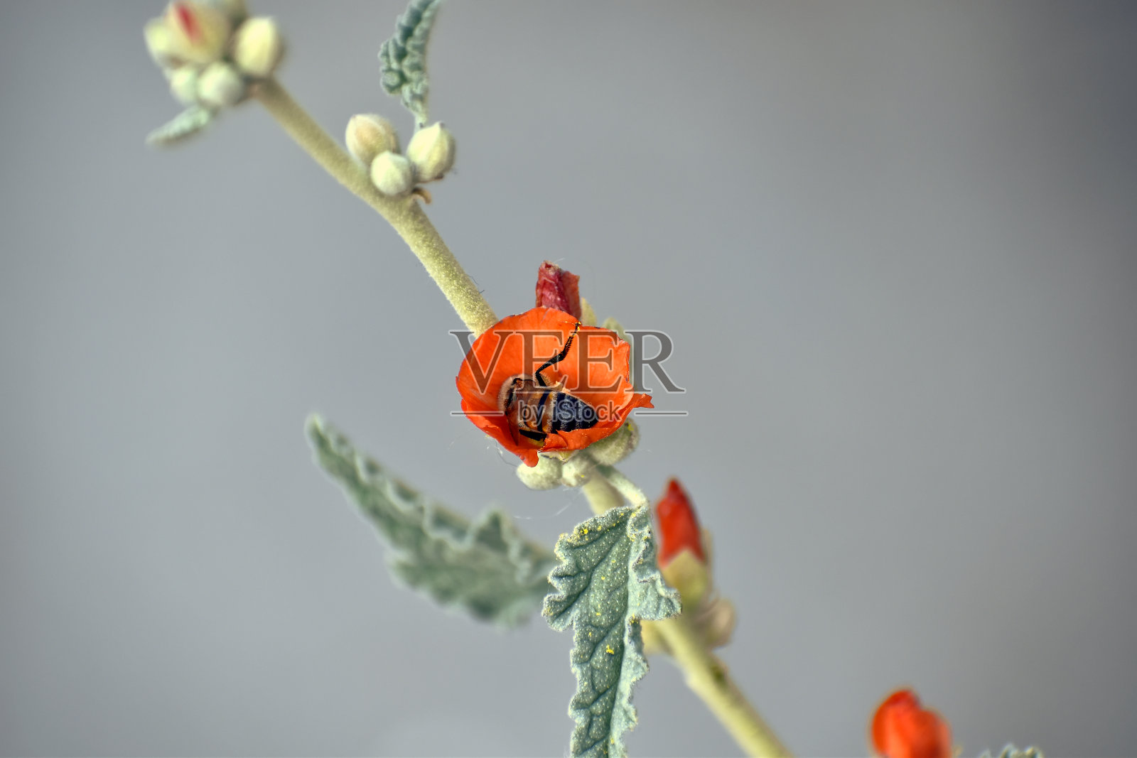 桔花中的蜜蜂采集花蜜照片摄影图片