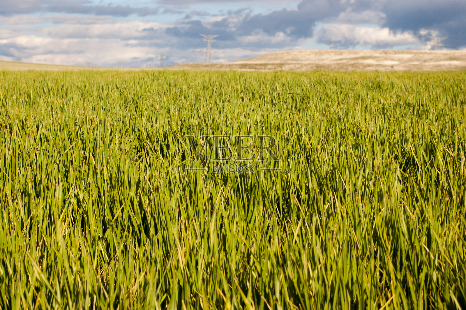 草地景观在前景与蓝天在背景照片摄影图片