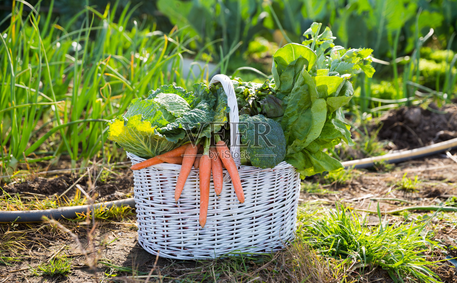 一篮子新鲜采摘的蔬菜照片摄影图片