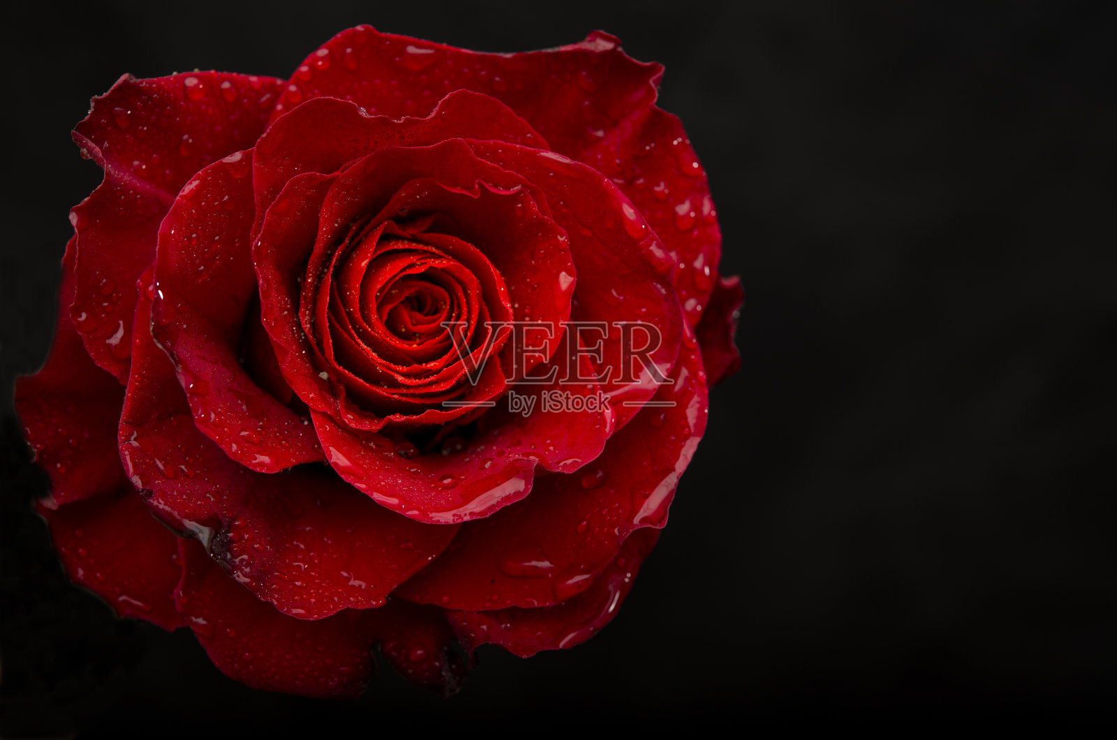 红色玫瑰与水滴特写视图与黑色横幅模板照片摄影图片
