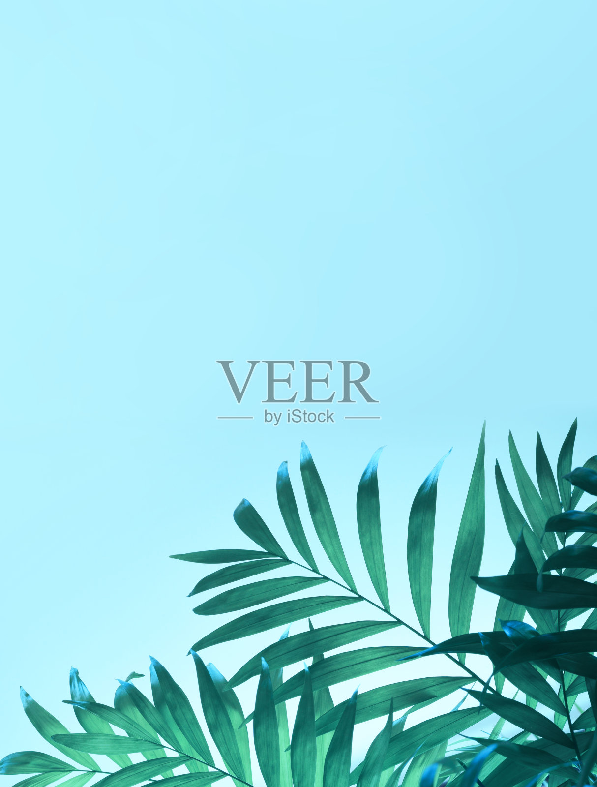 深蓝色背景上的深绿色热带棕榈叶照片摄影图片