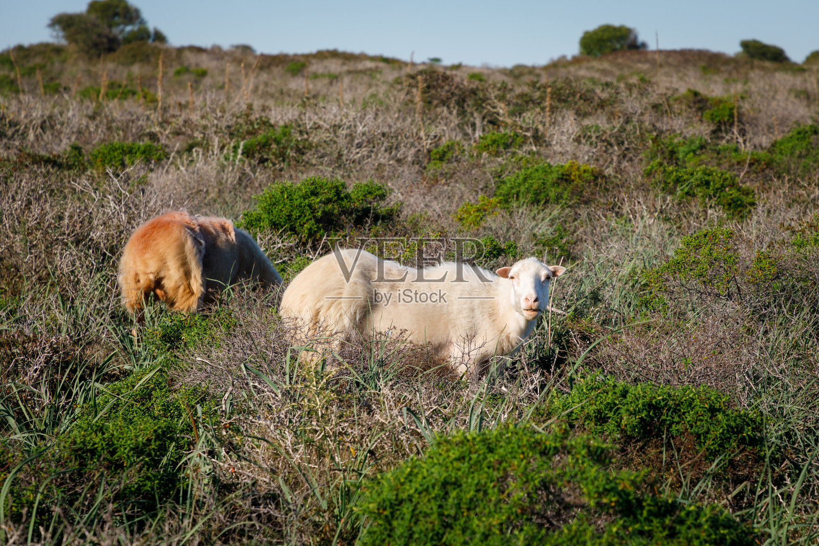 羊在茂密的海岸上吃草照片摄影图片