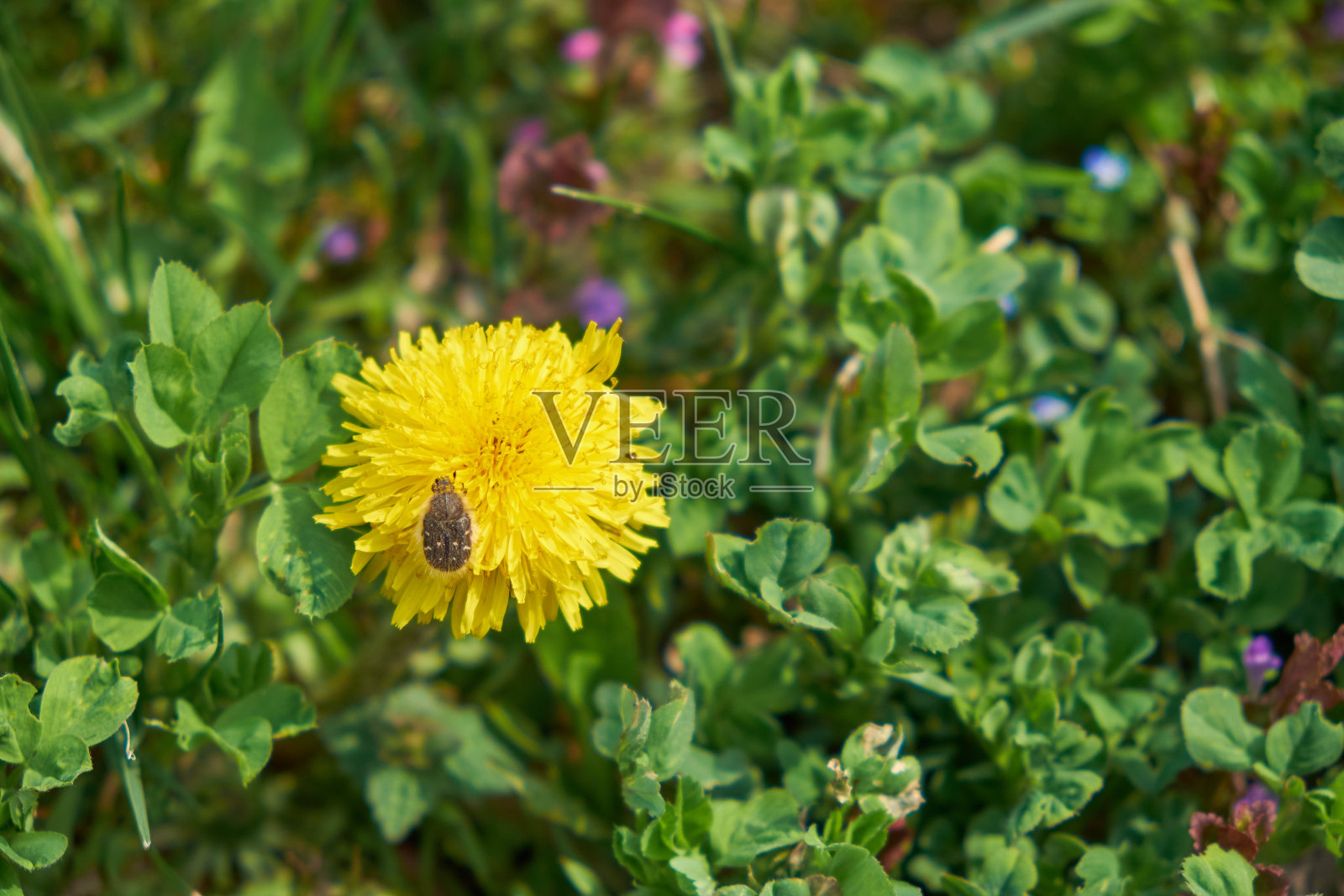 美丽的黄色蒲公英花上的小甲虫。照片摄影图片