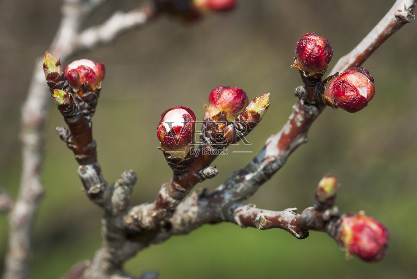 杏仁味蕾照片摄影图片