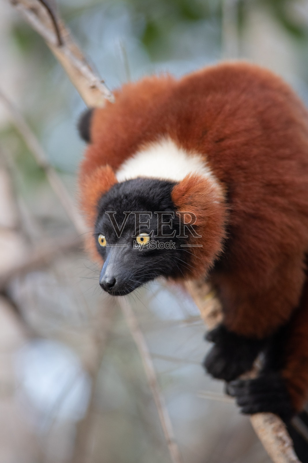 红冠狐猴(Varecia rubra)是Varecia属的两种之一照片摄影图片