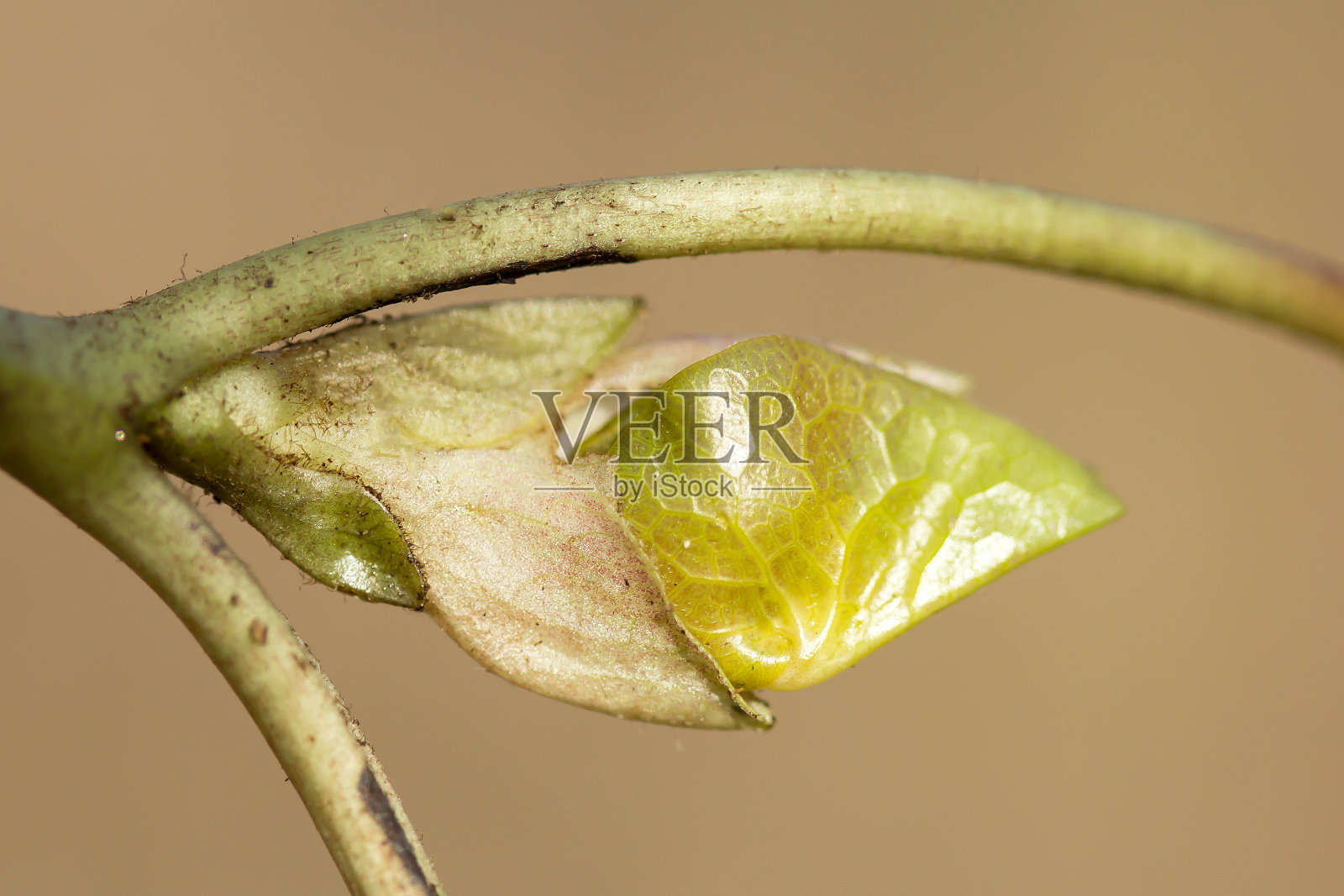 细辛，细辛，欧洲野生生姜，榛子或野穗草，马兜铃科出生草，一种欧洲植物，有肾形肾形的叶子，叶下有单生暗紫色的花，茎匍匐，味似胡椒照片摄影图片
