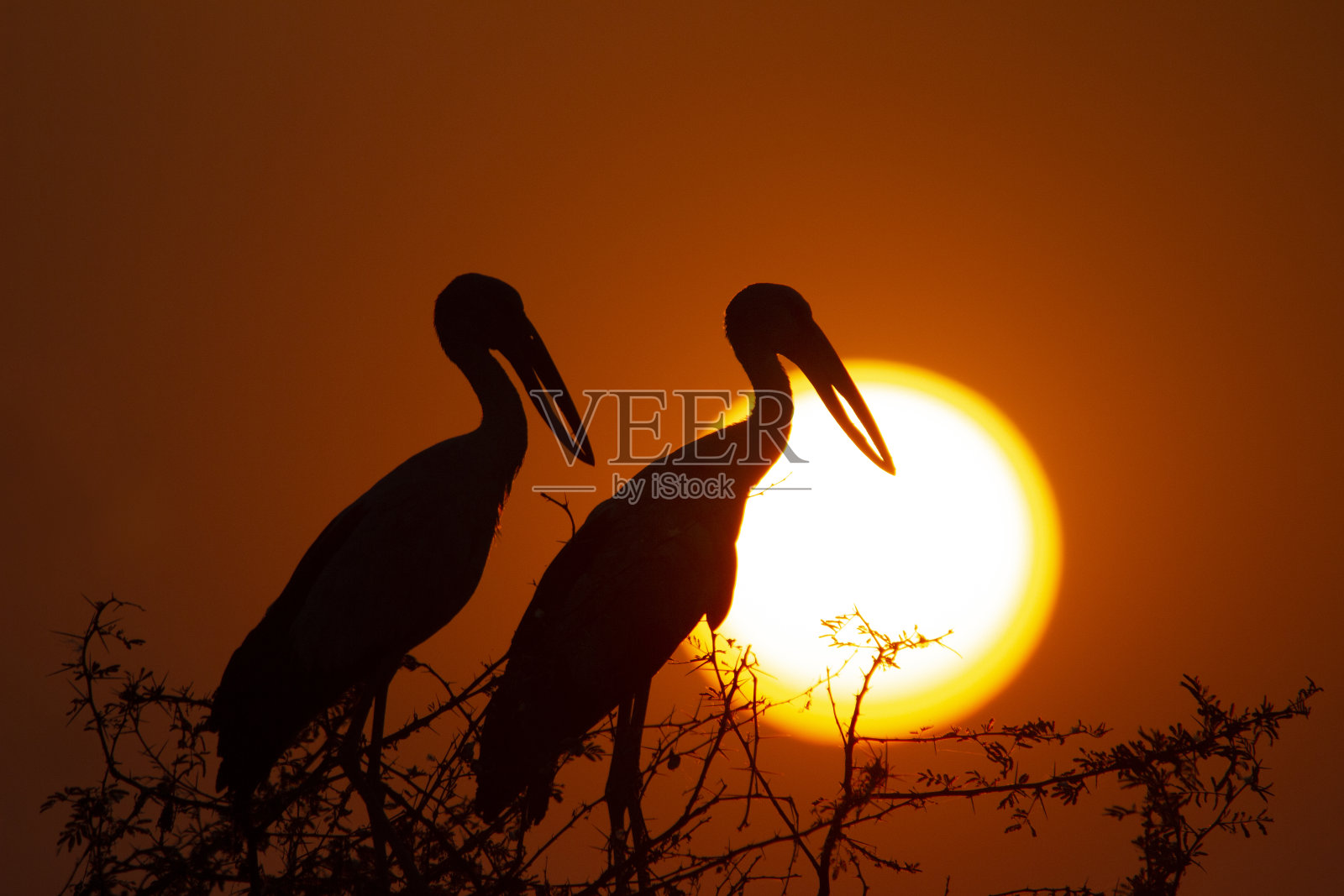 橙色夕阳下两只鸟的剪影照片摄影图片