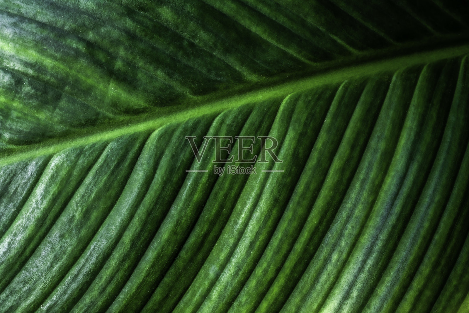 绿叶做背景和墙纸照片摄影图片