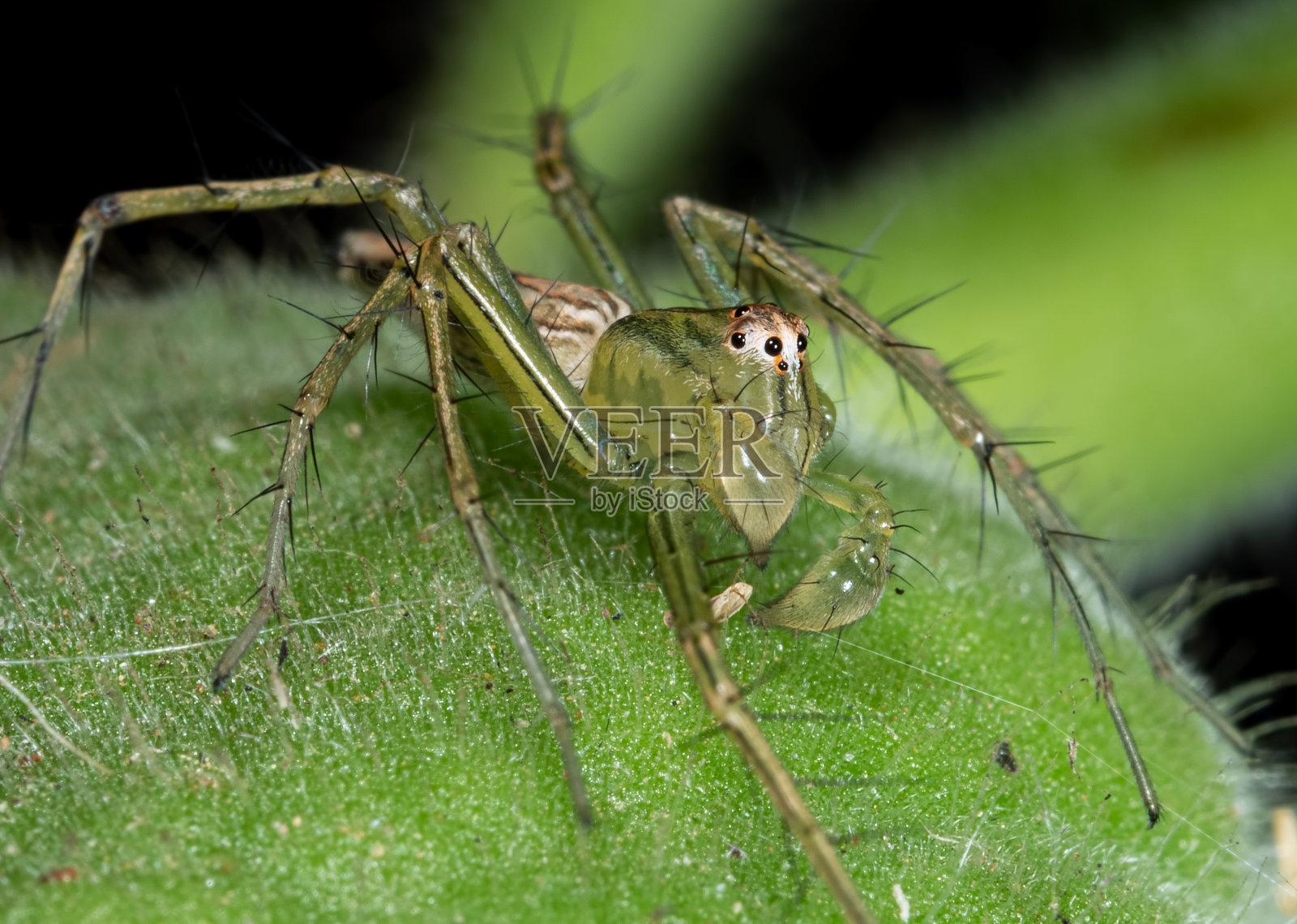 绿叶上的绿跳蜘蛛微距照片照片摄影图片