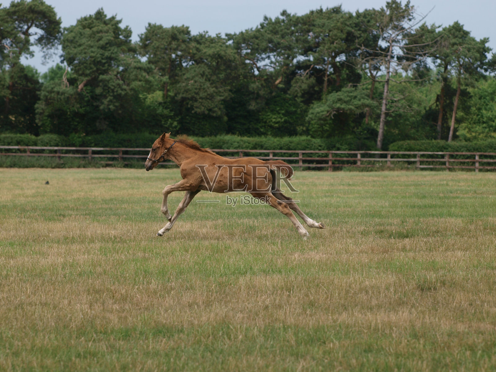 飞驰的仔照片摄影图片