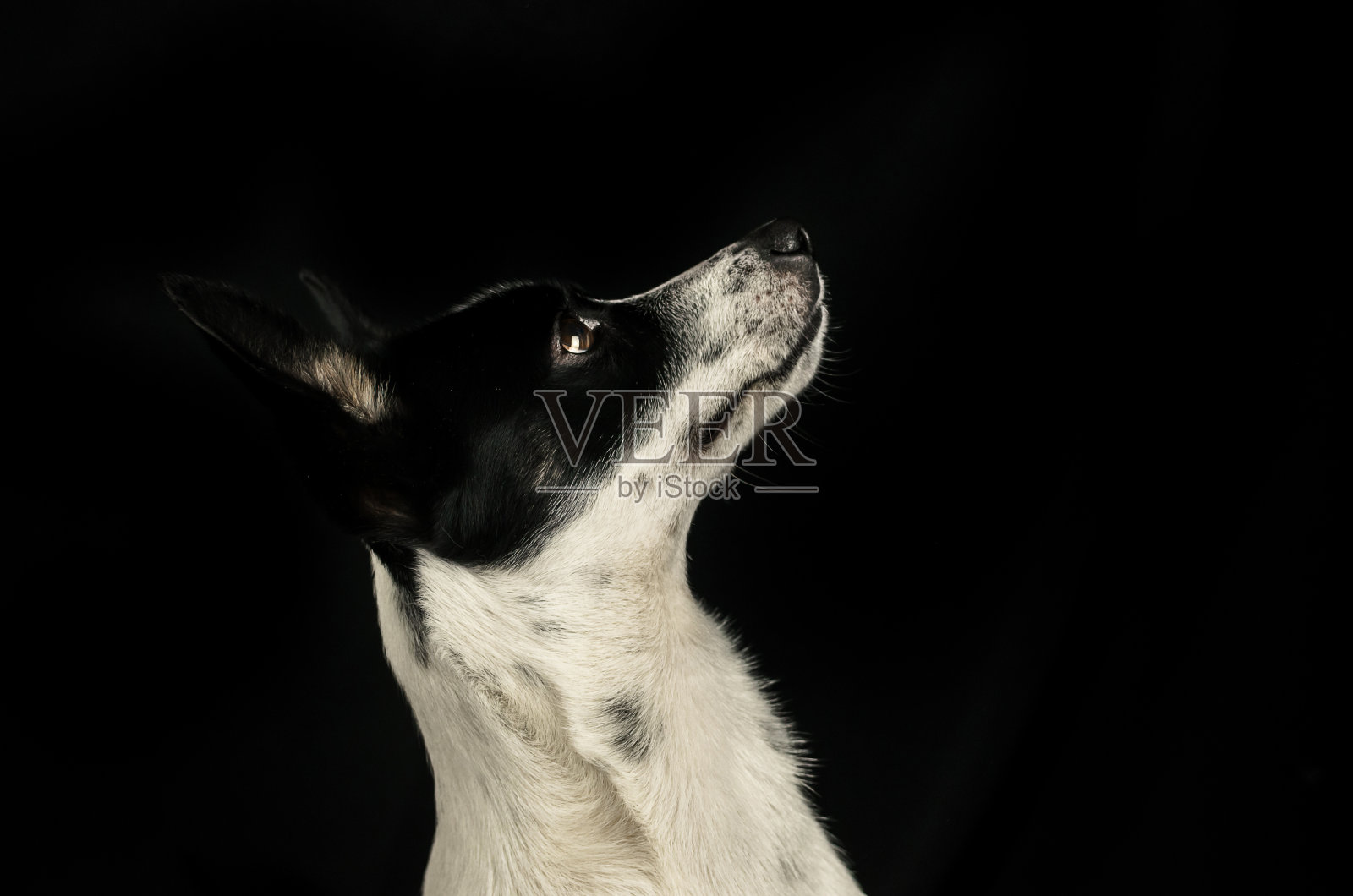 狗在侧面向上看，巴辛吉的肖像在一个黑色的背景与复制空间照片摄影图片