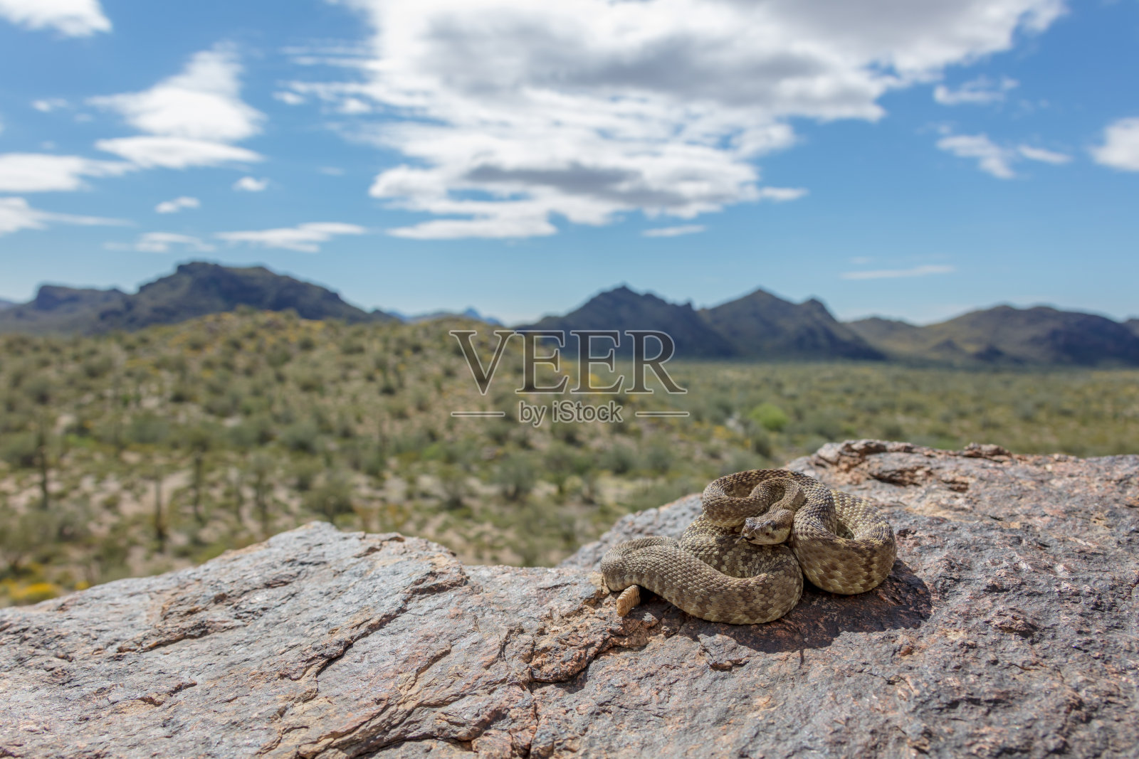 沙漠相黑尾响尾蛇(Crotalus molossus)照片摄影图片