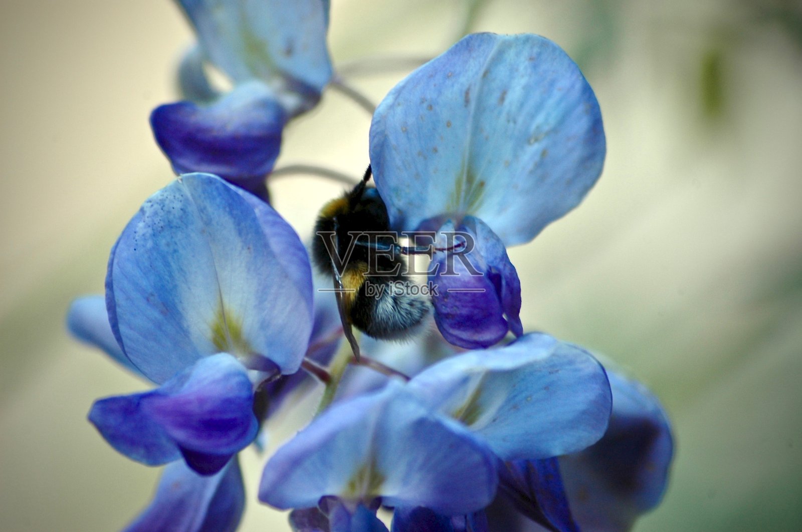 一只大黄蜂授粉照片摄影图片