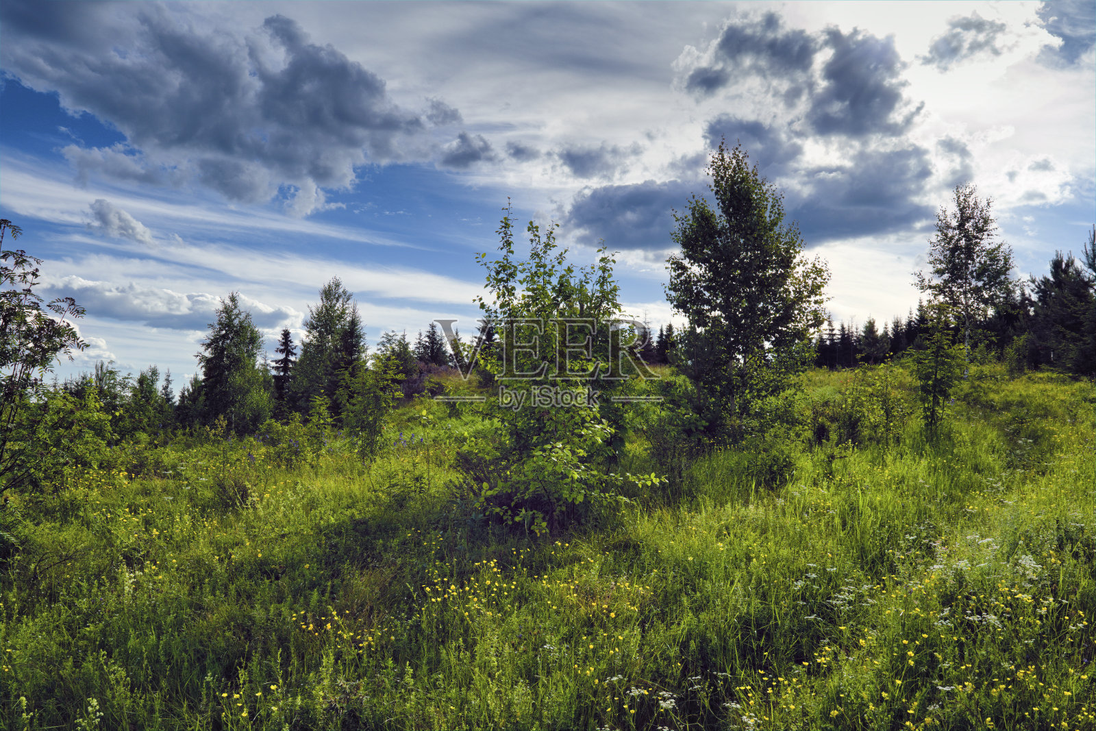 夏季草地景观与高大盛开的野生草本在森林和蓝天的背景。照片摄影图片