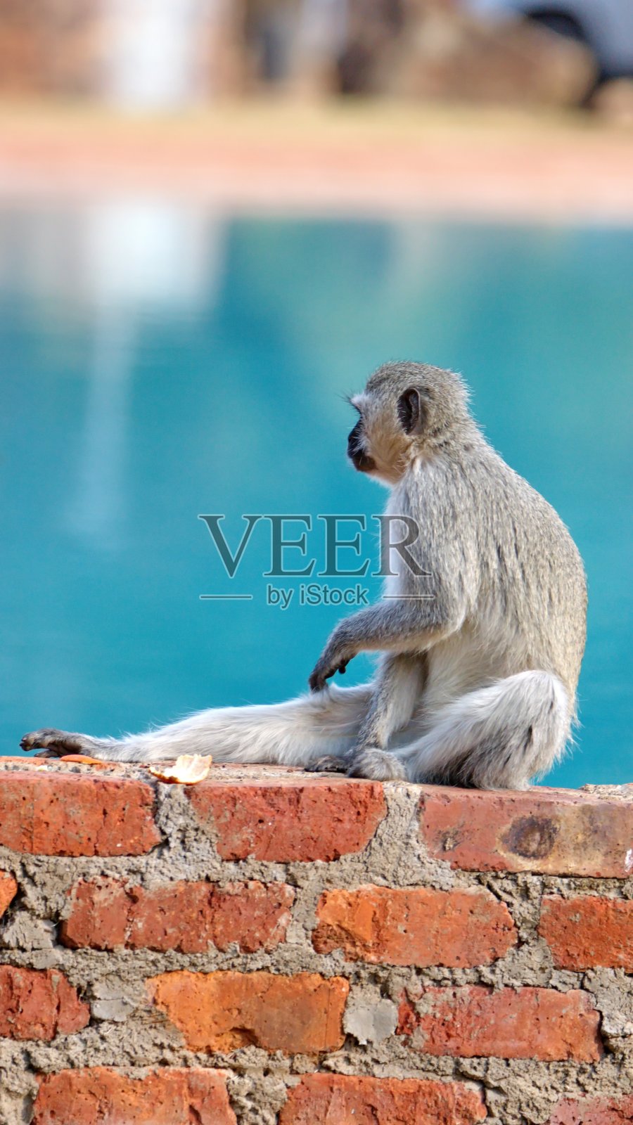黑尾猴在砖墙上照片摄影图片