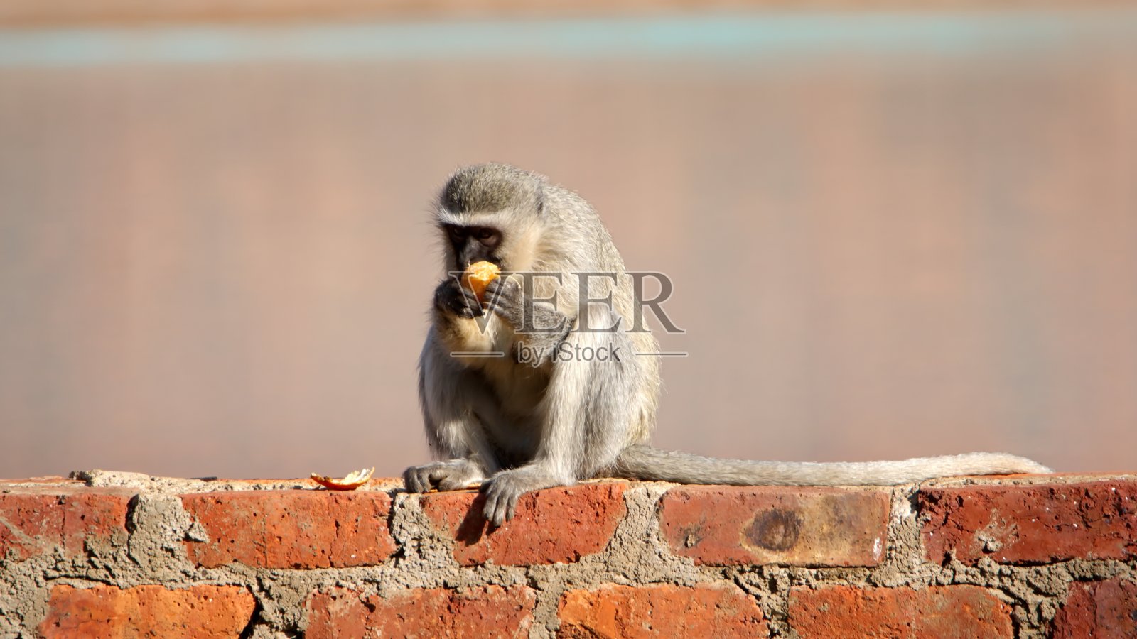 黑尾猴在砖墙上照片摄影图片